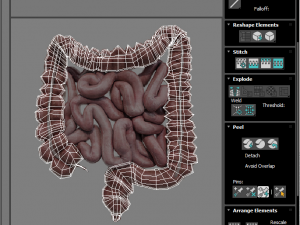 Intestine Modello 3D