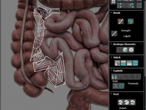 Intestine Modello 3D