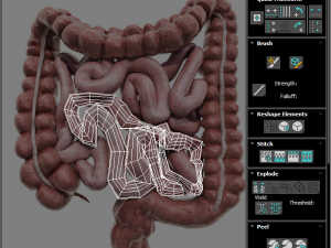Intestine Modello 3D