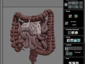 Intestine Modello 3D