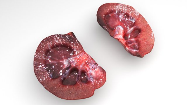 Kidney Section Model 3D .c4d .max .obj .3ds .fbx .stl .blend 