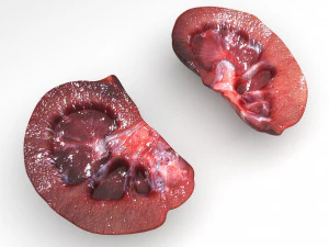 Секція нирок 3D Модель