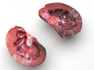 Kidney Section 3D Model