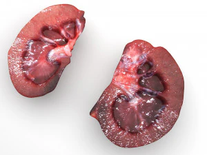 Kidney Section 3D Model