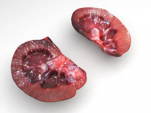 Kidney Section 3D Model