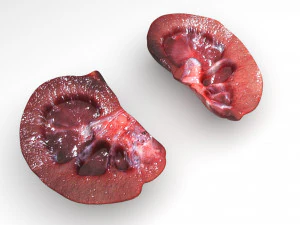 Kidney Section 3D Model
