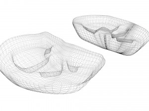 Kidney Section Model 3D