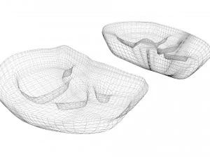 Kidney Section 3D Model