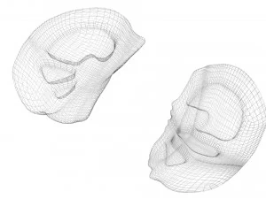 Kidney Section 3D Model