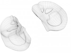 Kidney Section Model 3D