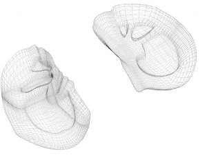 Kidney Section 3D Model