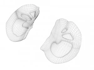 Kidney Section 3D Model