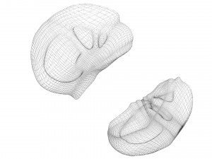 Kidney Section Model 3D