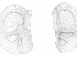 Kidney Section 3D Model