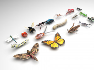 Insects Set 3D Model
