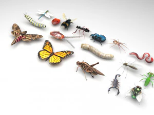 Insects Set 3D Model