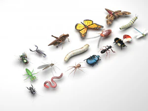 Insects Set 3D Model