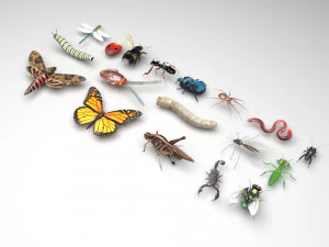 Insects Set 3D Model