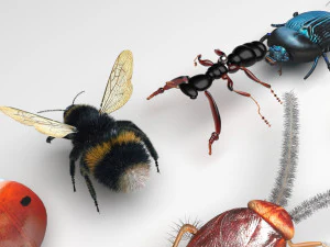 Insects Set 3D Model