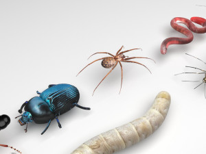 Insects Set 3D Модель