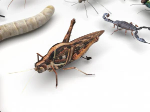 Insects Set 3D Model