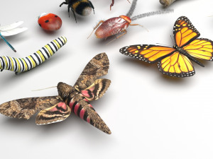 Insects Set 3D Модель