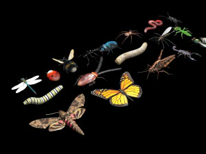 Insects Set 3D Model