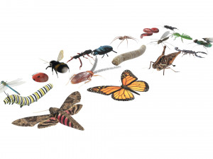 Insects Set 3D Модель