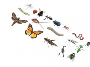 Insects Set 3D Модель
