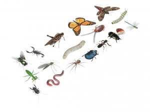 Insects Set 3D Model