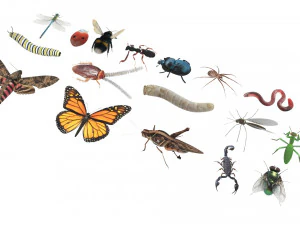 Insects Set 3D Model