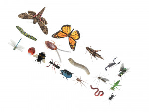 Insects Set 3D Модель