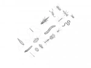 Insects Set 3D Model