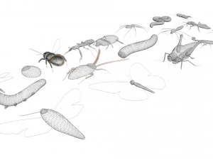 Insects Set 3D Model