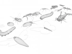 Insects Set 3D Model