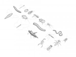Insects Set 3D Модель