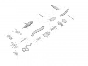 Insects Set 3D Модель