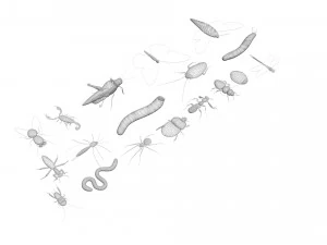 Insects Set 3D Model