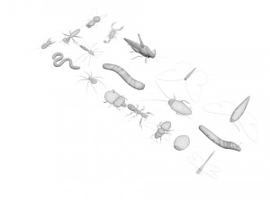 Insects Set 3D Модель