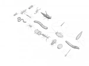 Insects Set 3D Model