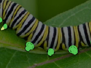 Insects Set 3D Model