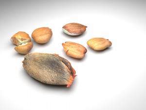 Nuts Collection 3D Model