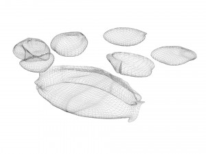 Nuts Collection 3D Model