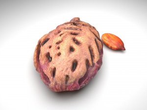 Nuts Collection 3D Model