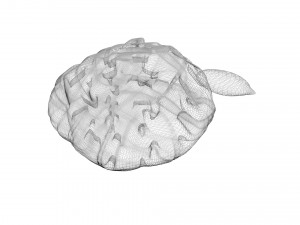 Nuts Collection 3D Model