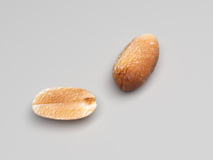 Nuts Collection 3D Model