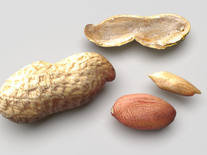 Nuts Collection 3D Model