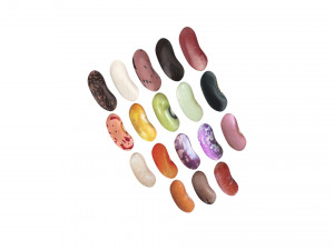 Kidney Beans Set 3D 모델