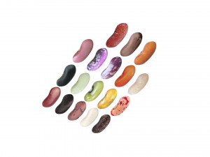 Kidney Beans Set 3D 모델