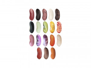 Kidney Beans Set 3D 모델